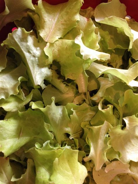 Witch Lettuce: A Secret Weapon for Herbalists and Healers